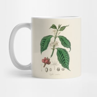 Coffee Bean Antique Botanical Illustration Mug